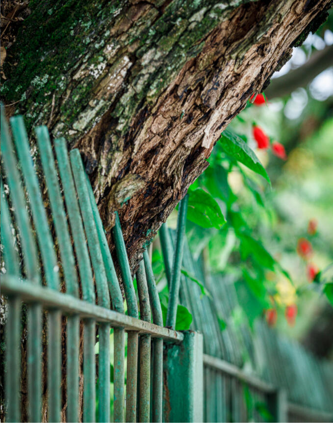 A Ferrugem e a casca