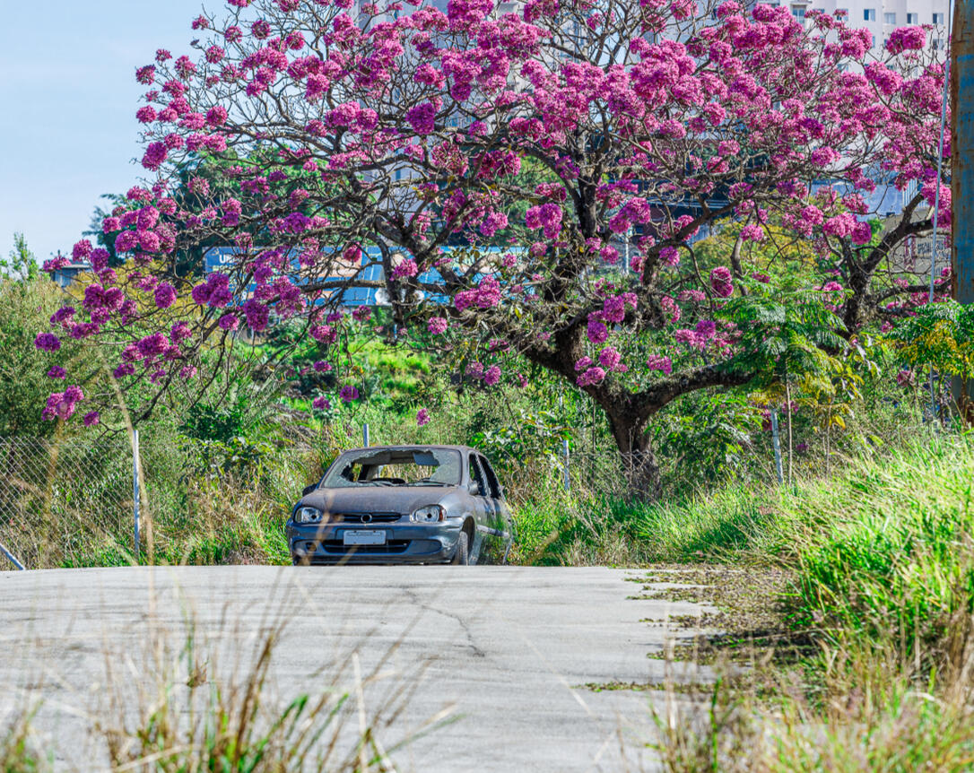 Flores sobre o abandono