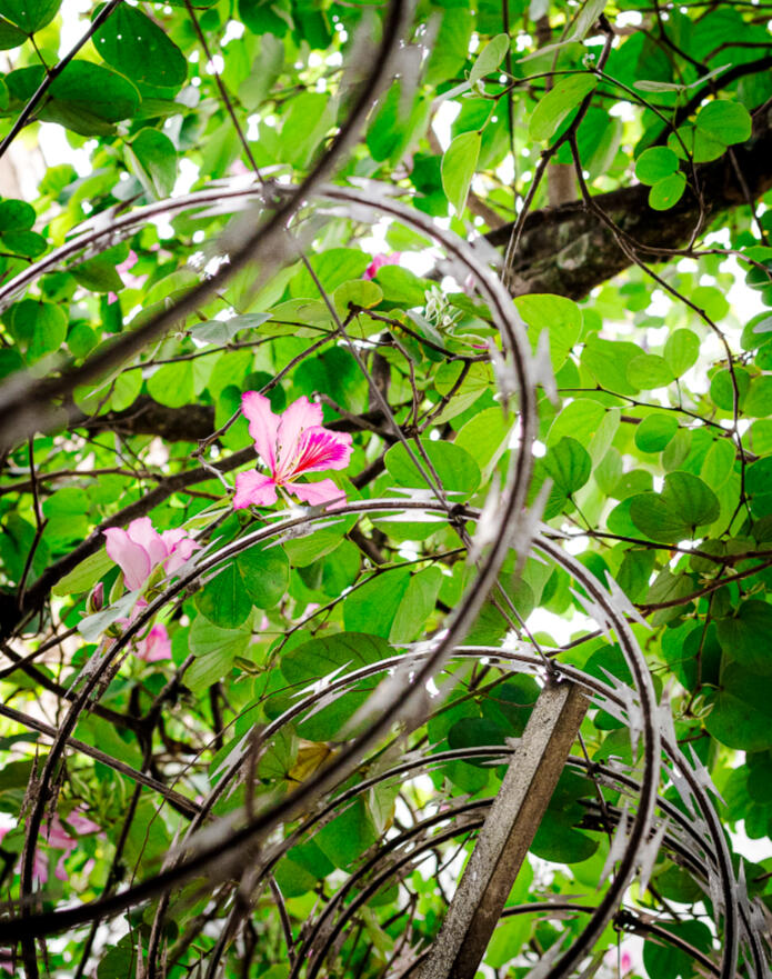 Flores entre lâminas #Pitoco