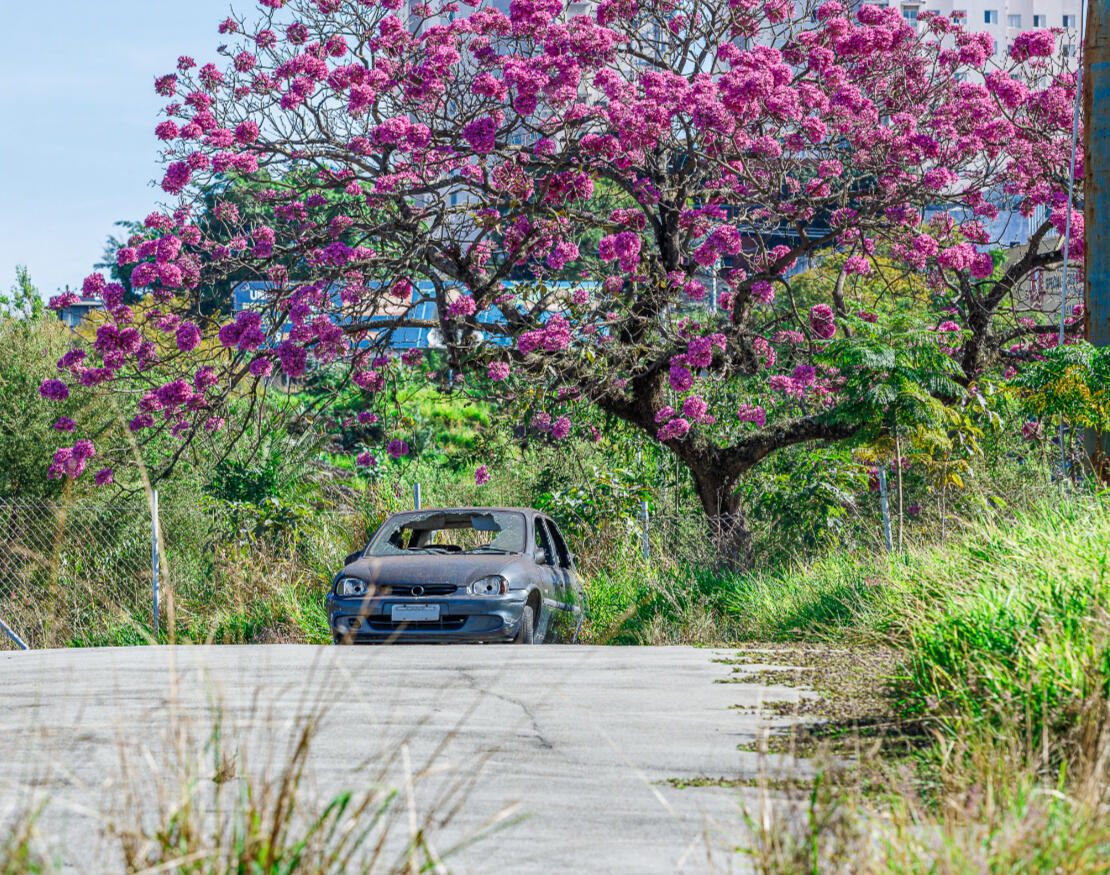 Flores sobre o abandono #igarapes