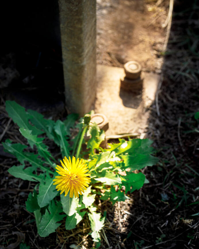 Jequitiranaboia #jequitiranaboia