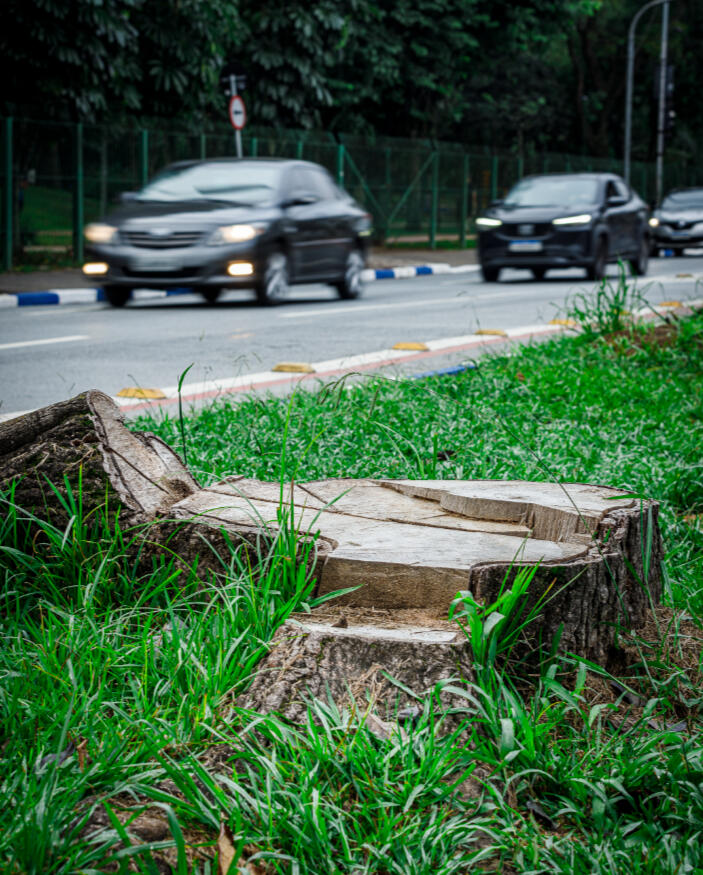 Raízes da Amazônia raizes