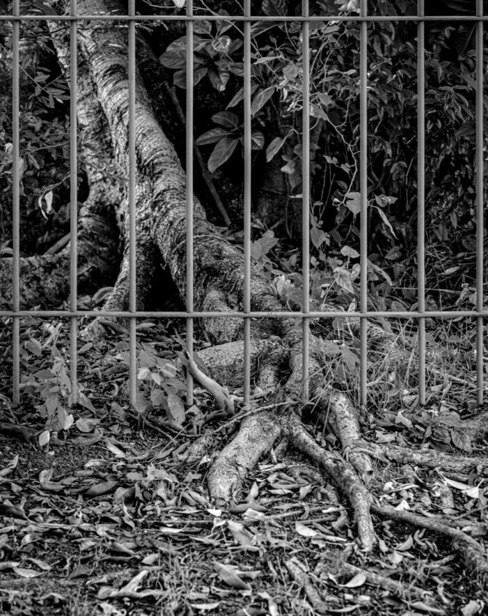 Cotinga Cayana #cotingacayana